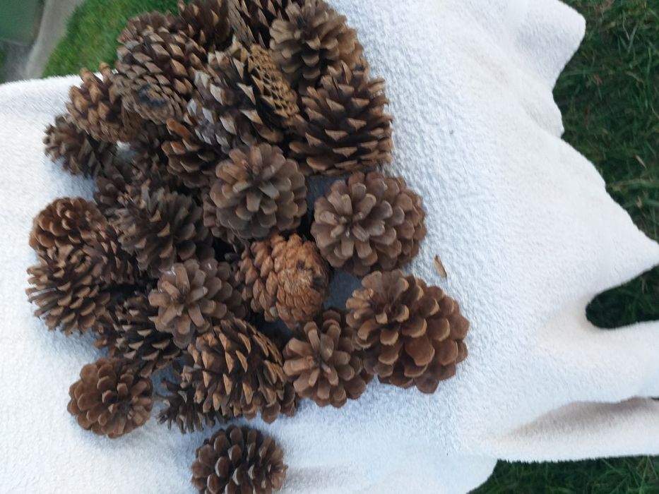 Szyszki do strojików i lasów w słojach