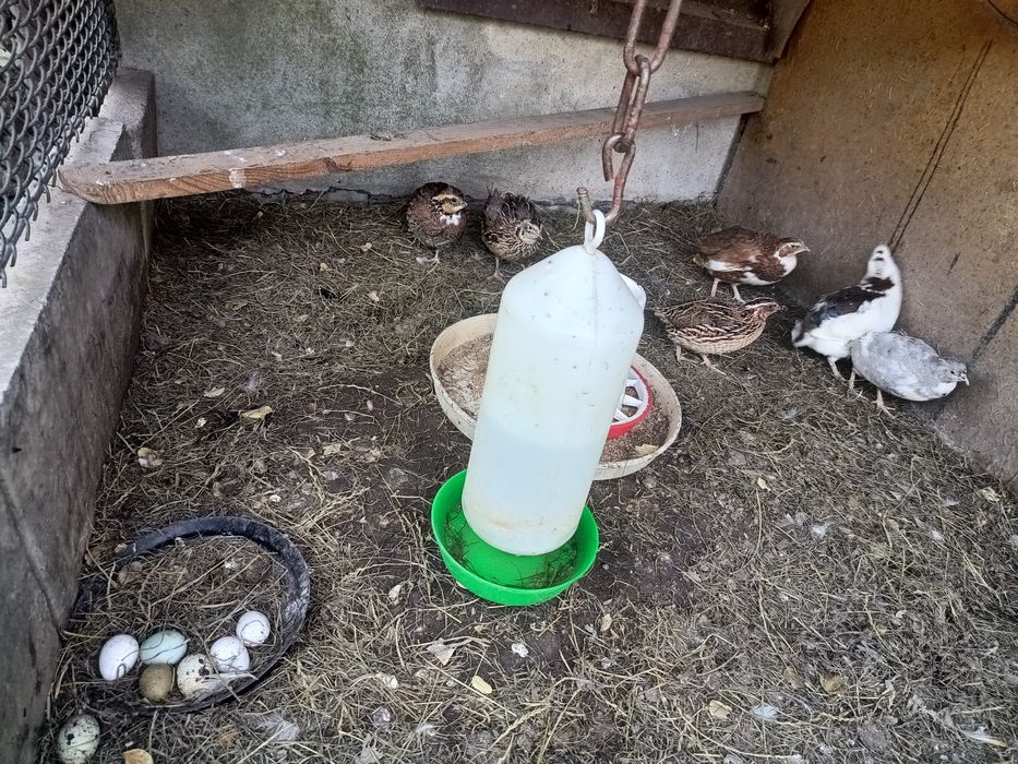 Sprzedam przepiórki