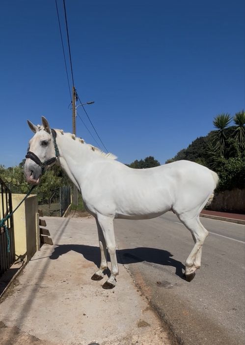 Cavalo mansinho montado e engatado