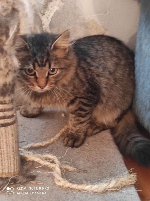 Котики и кошечки