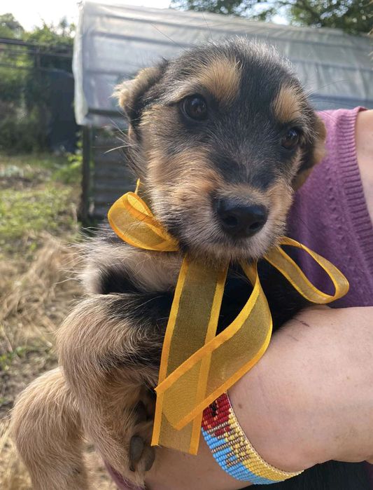 Щенята 2,5 місяці терміново шукають родини!