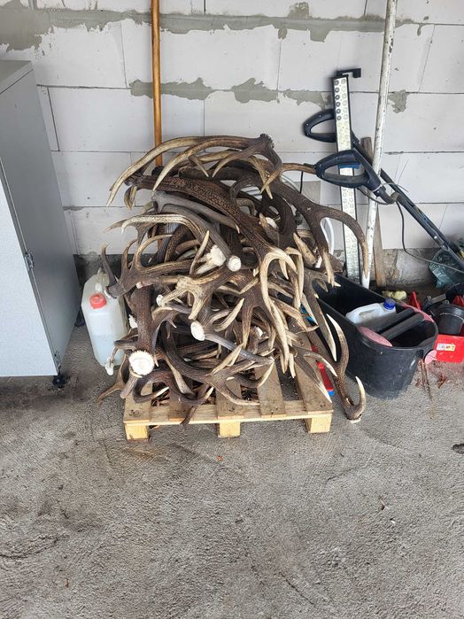 poroża jeleni szlachetnych