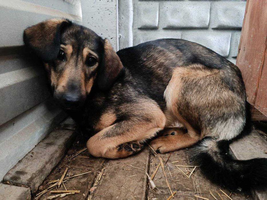 Zoja szuka człowieka z sercem – powolny rozkwit miłości