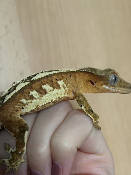 Gekon orzęsiony