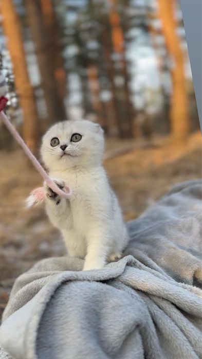 Киця висловушка срібна шиншила дівчинка шотландська