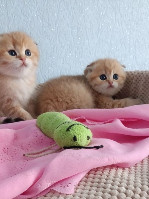 У нас є пухнасті бешкетники