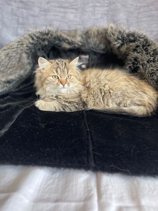 Котята котики красивая  кошка