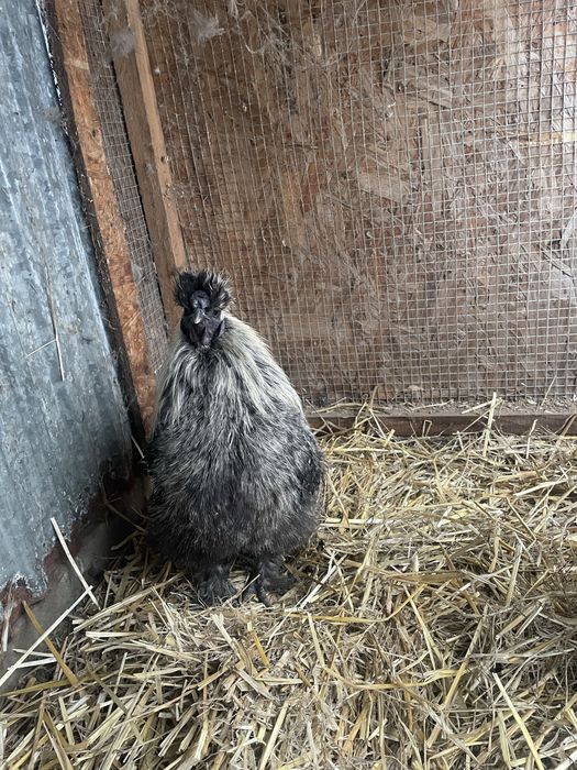 Koguty silki sprzedam