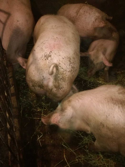 Продаж,свиней , Яловичини