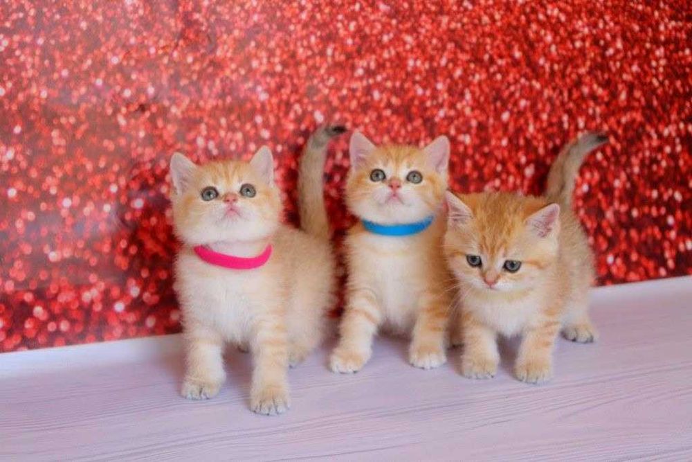 Самые красивые британские плюшевые и пушистые котятки