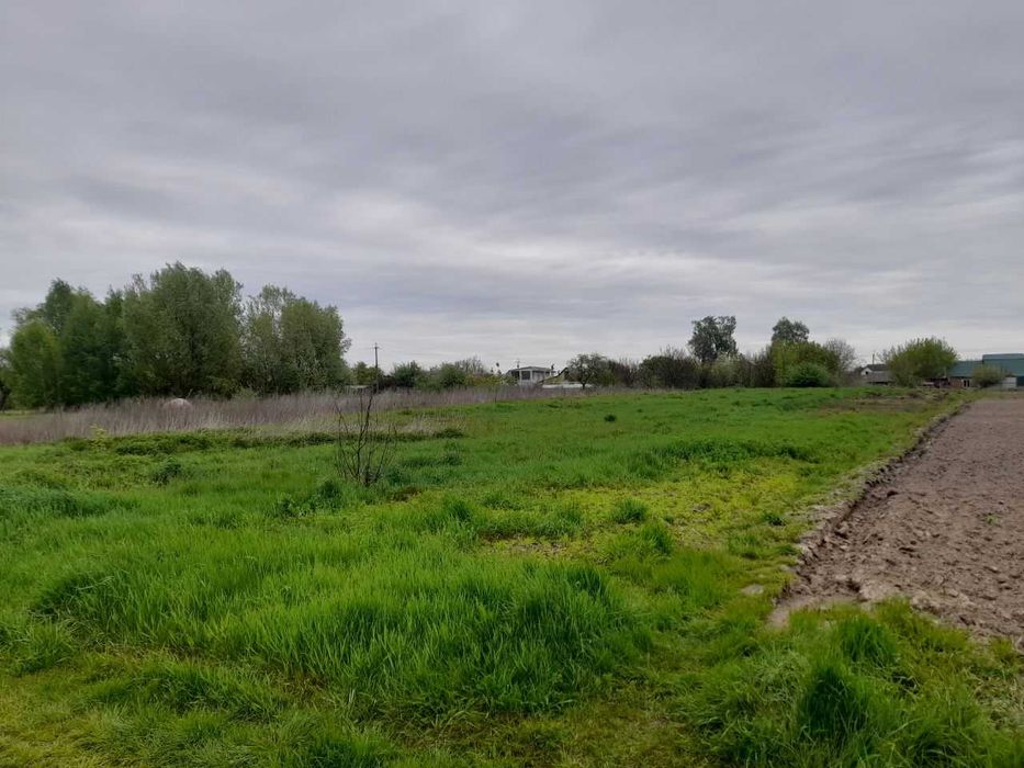 Шевченково ділянка 24 сот під будівництво на житловій вулиці.