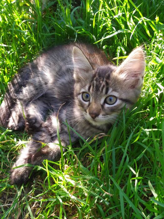 Красиві Кошенята БЕЗКОШТОВНО. Смугастий хлопчик Чорнява дівчинка. Котята