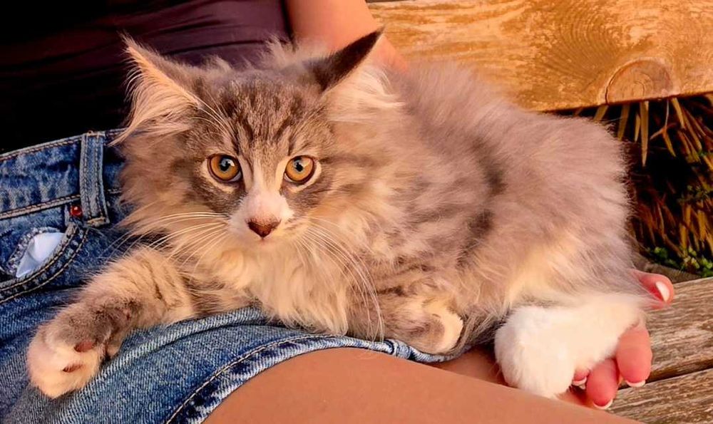 Gatinho bosques da noruega