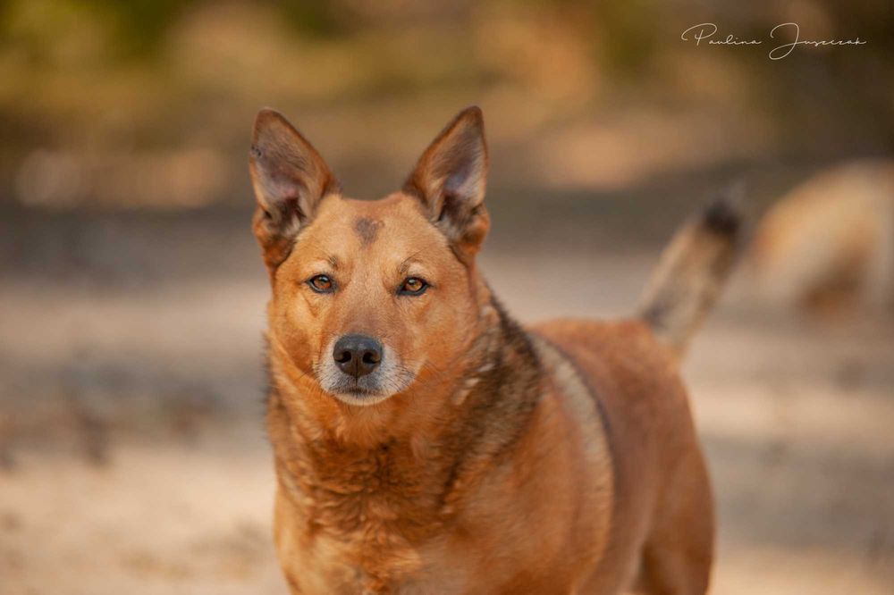 Mały, uśmiechnięty Stevie bardzo chciałby mieć swój dom!