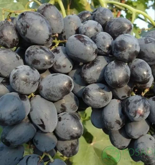 Виноград саженцы