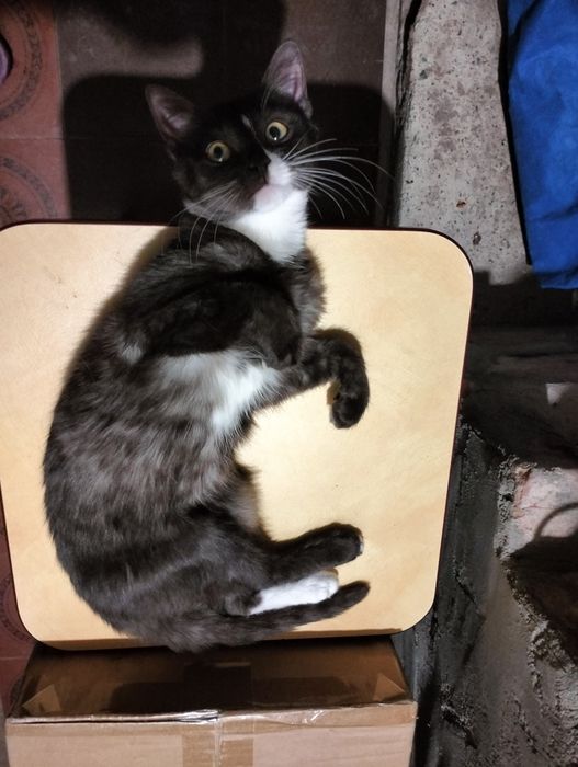 Віддам у добрі руки кошеня