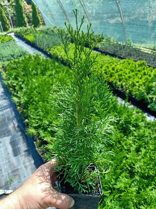 Ялівець горизонтальний Мінт Джулеп 'Mint Julep '  C1,5; P9