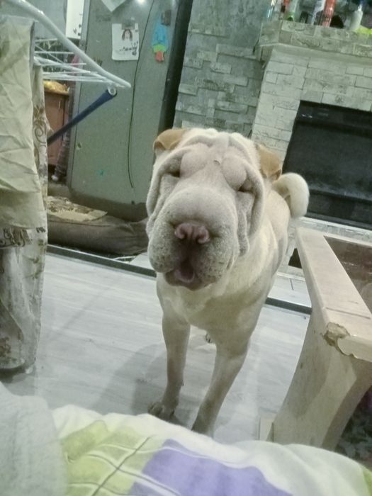 Ищу девочку для серьезных отношений))