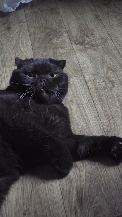 Віддамо доброго котика в добрі руки