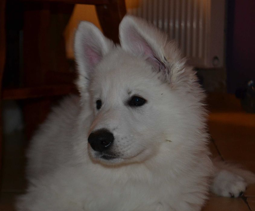 Biały owczarek szwajcarski piesek od szkoleniowca !