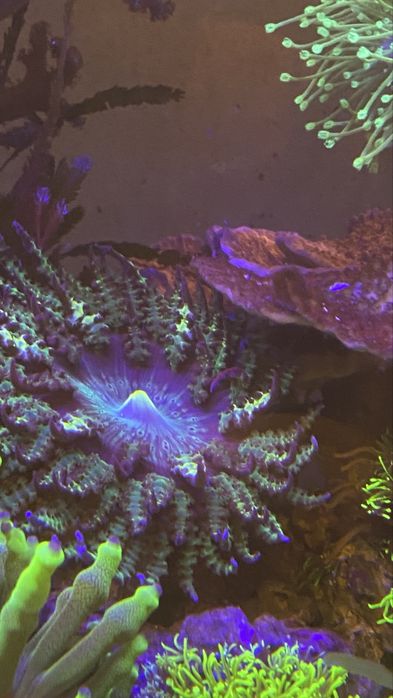 Ukwial Phymanthus
