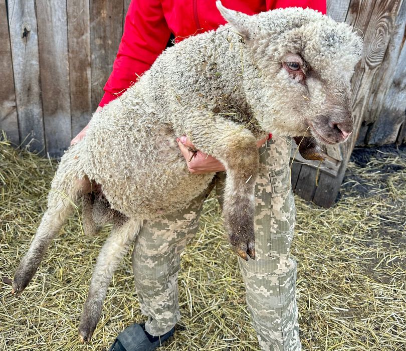 Вівці-Барани-Ягнята