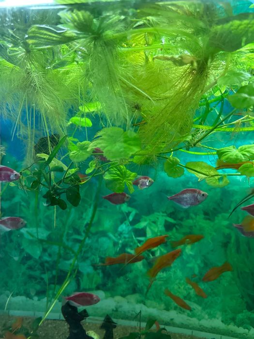 Акваріумні рослини ПІСТІЯ плаваючі на воді капуста водорості лімнобіум