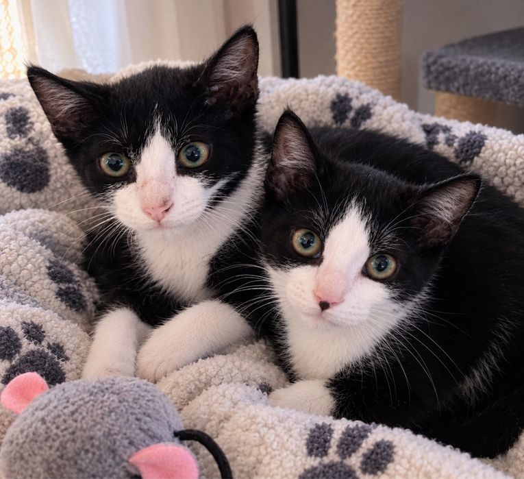 Lindos gatinhos machos de 3 meses e meio para adoção