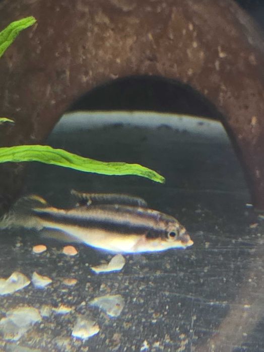 Kribensis Juvenis (Pelvicachromis pulcher)