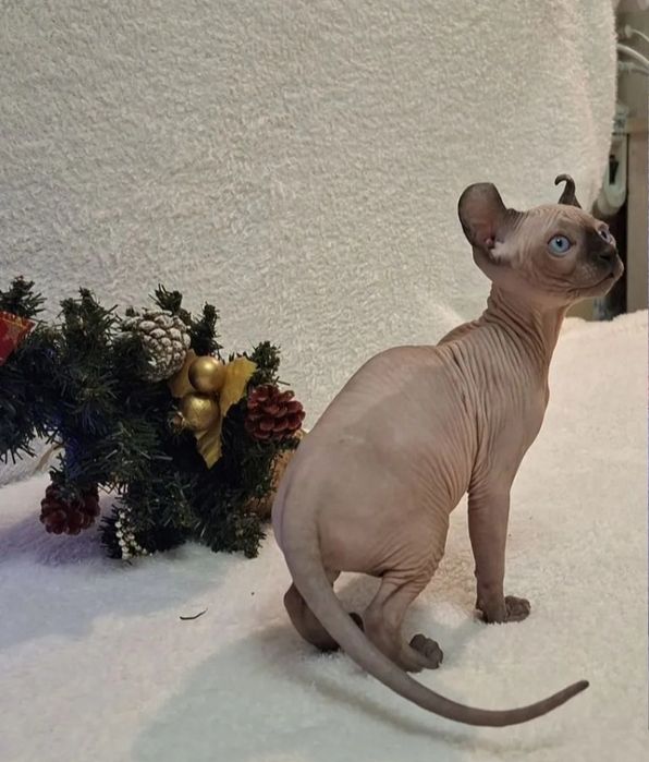 Кошенятка сфінкса