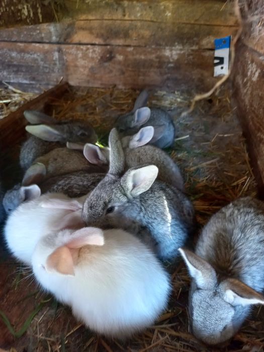 Sprzedam młode króliki