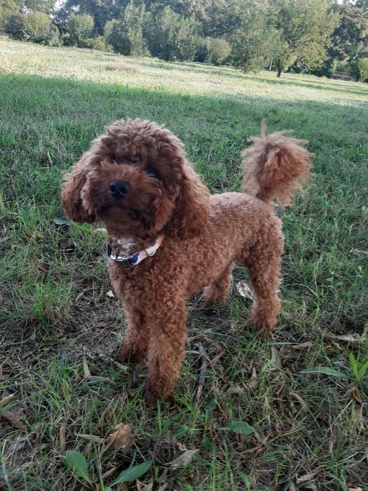 Той пудель вязка