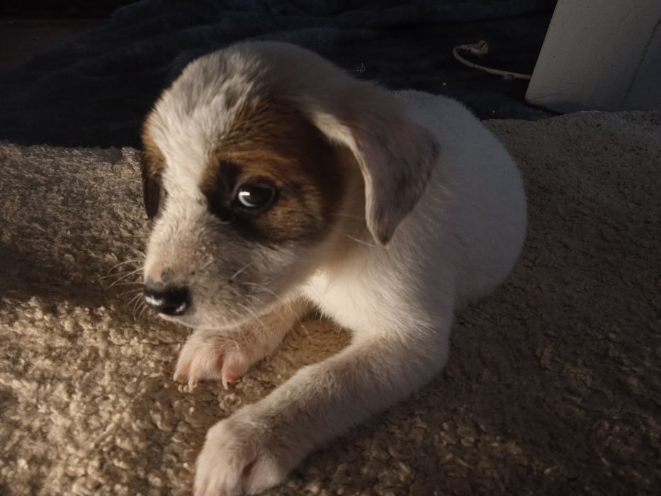 Щенки менше місяцю