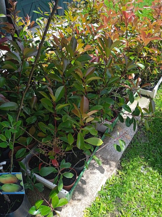 Fotinia ( Faça belas sebes)