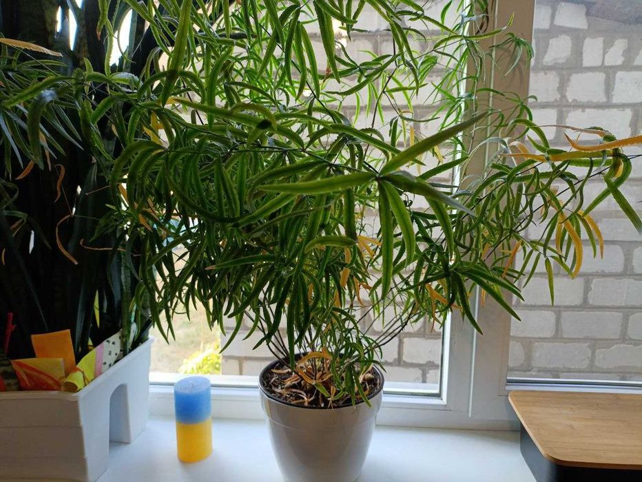 Продается дом в селе Чемужовка Змиевской район