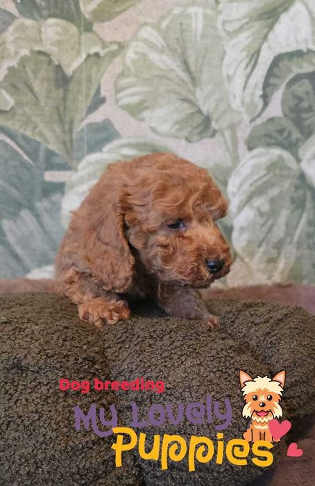 Cavapoo chłopiec F1B