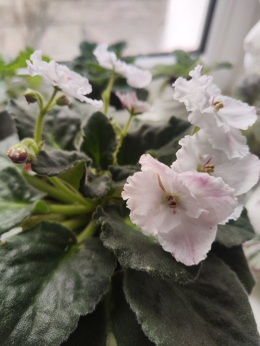 Продам цветущую фиалку