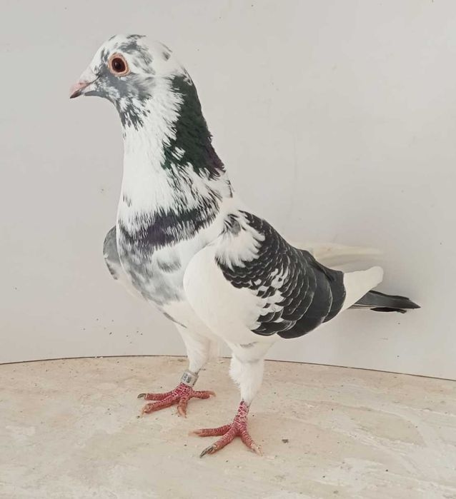 Lindo pombo correio famílias de fundo