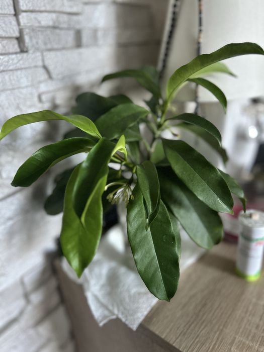 Hoya hoya multiflora