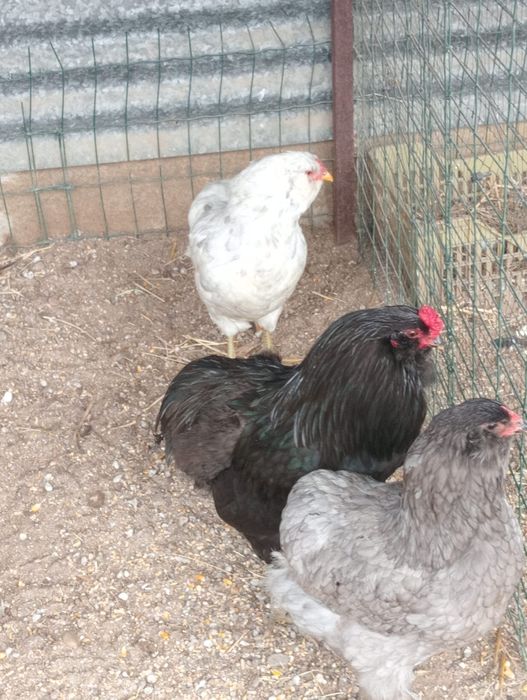 Ovos férteis de araucanas