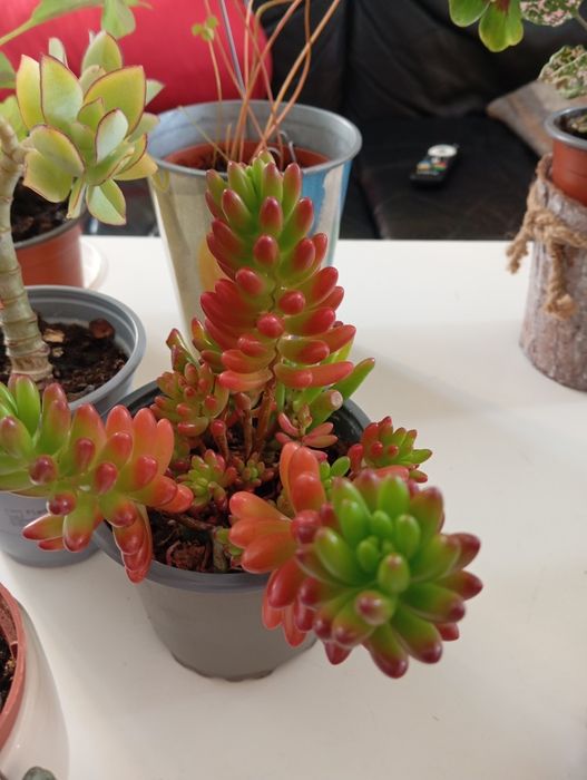 Plantas naturais 5 euros