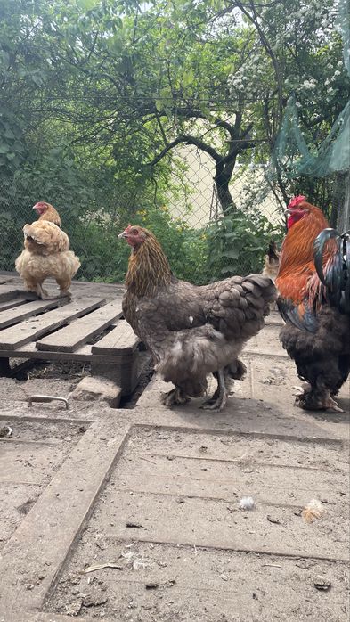 Півні, кури Брама
