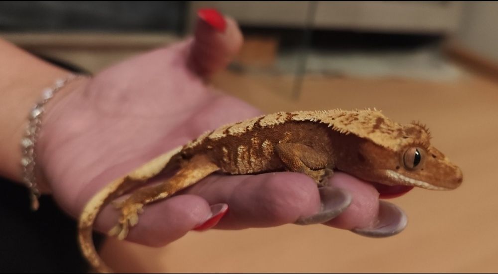 Gekon orzęsiony+  wyposażone terrarium