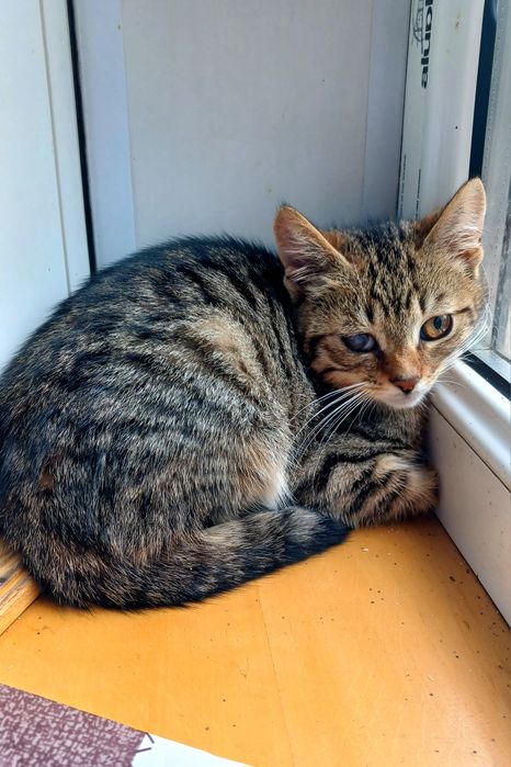 Маленькая полосатая котёнок девочка ищет дом! Котята в хорошие руки!