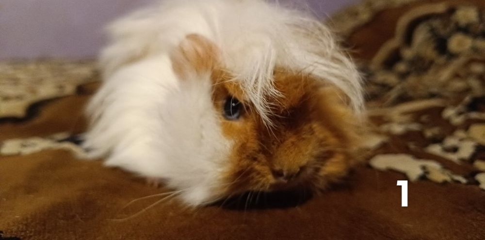 Świnki morskie długo wlose