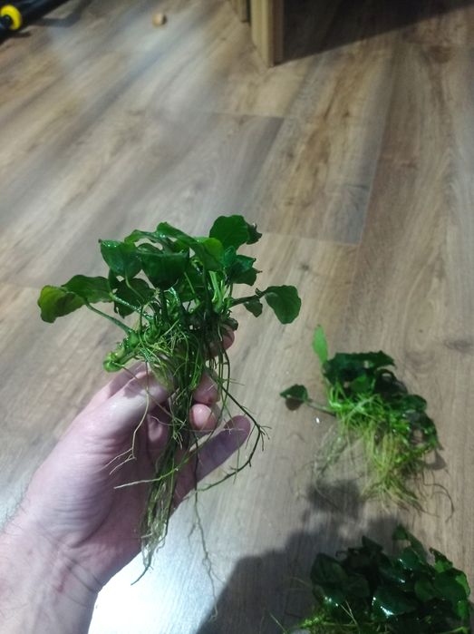 Anubias do akwarium