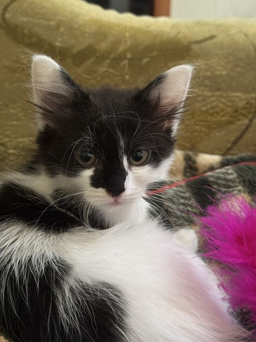 Кошеня(дівчинка)