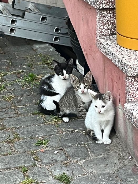 Oddam kotki w dobre ręce