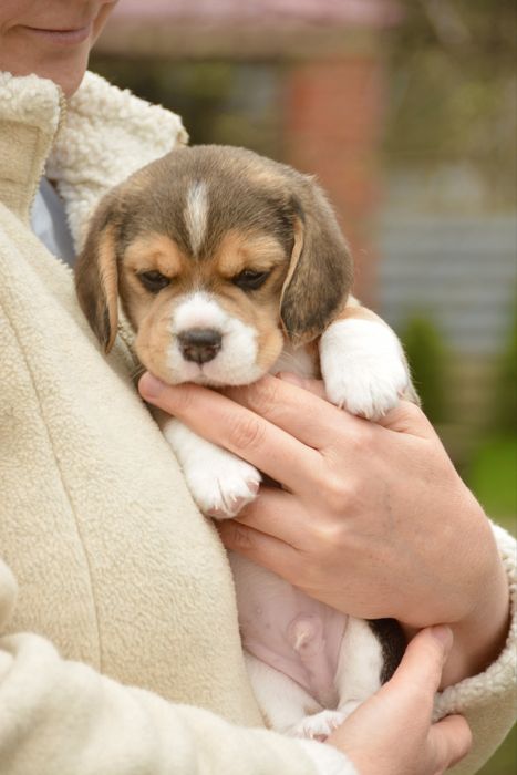 Біглята від виставкової пари