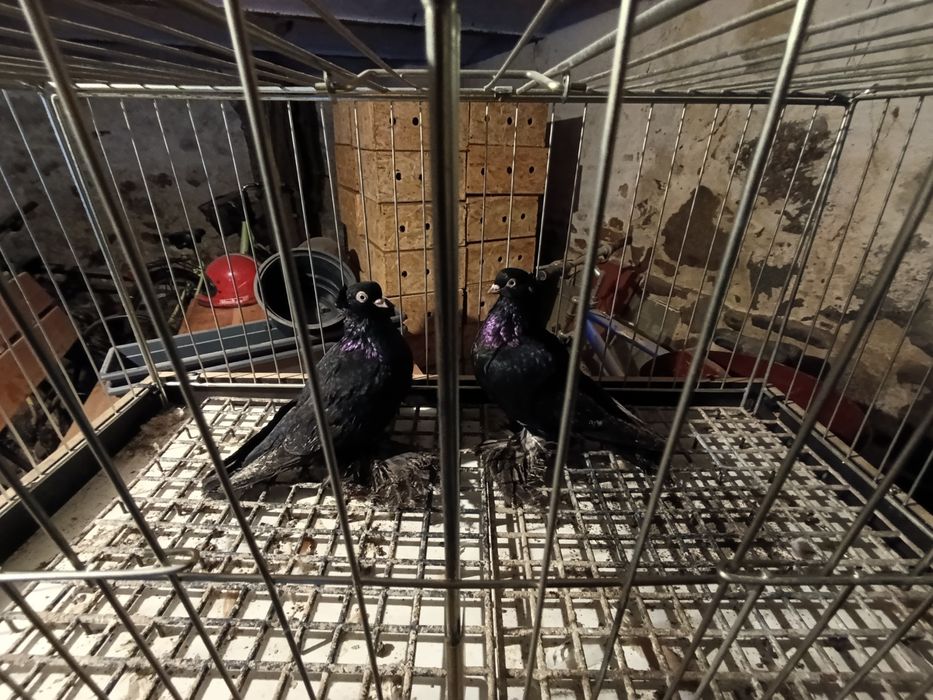 Wywrotki wschodniopruskie  gołębie